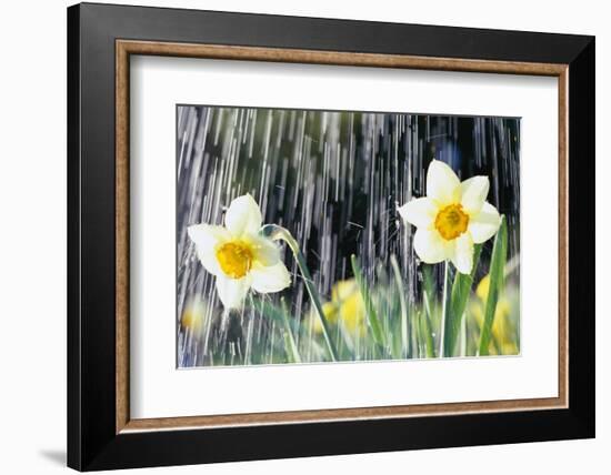 Rain falling on Daffodils-Roy Morsch-Framed Photographic Print