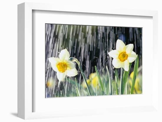 Rain falling on Daffodils-Roy Morsch-Framed Photographic Print