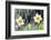 Rain falling on Daffodils-Roy Morsch-Framed Photographic Print