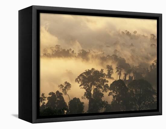 Rain Forest, Borneo, Southeast Asia-Lousie Murray-Framed Premier Image Canvas