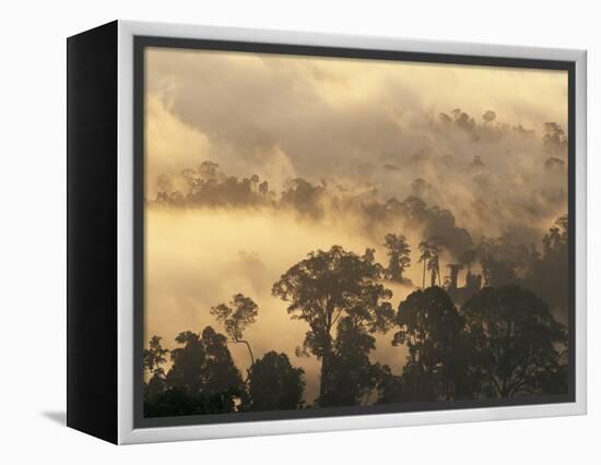 Rain Forest, Borneo, Southeast Asia-Lousie Murray-Framed Premier Image Canvas