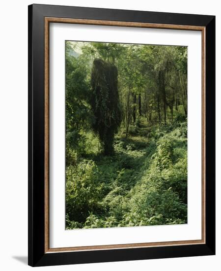 Rain Forest, Brazil-null-Framed Photographic Print