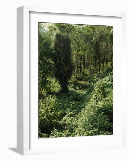 Rain Forest, Brazil-null-Framed Photographic Print
