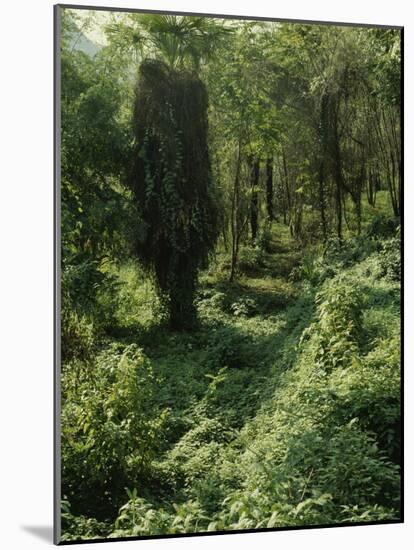 Rain Forest, Brazil-null-Mounted Photographic Print
