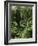 Rain Forest, Brazil-null-Framed Photographic Print