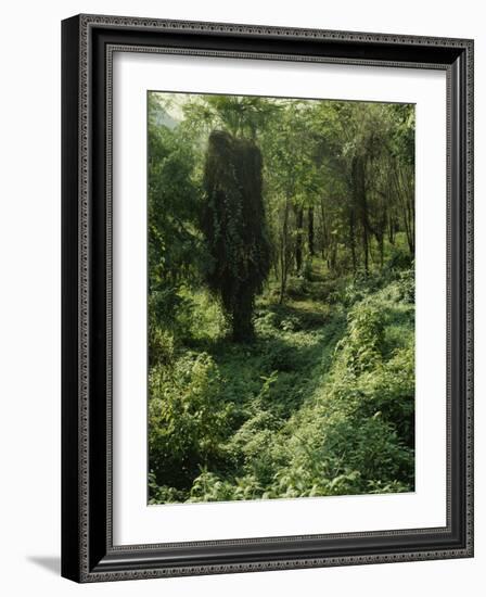 Rain Forest, Brazil-null-Framed Photographic Print