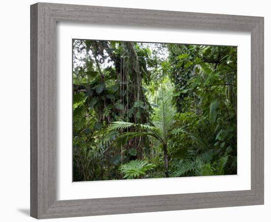 Rain Forest, Fairchild Tropical Gardens, Miami, Florida, USA-Angelo Cavalli-Framed Photographic Print