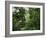 Rain Forest, Fairchild Tropical Gardens, Miami, Florida, USA-Angelo Cavalli-Framed Photographic Print