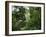 Rain Forest, Fairchild Tropical Gardens, Miami, Florida, USA-Angelo Cavalli-Framed Photographic Print