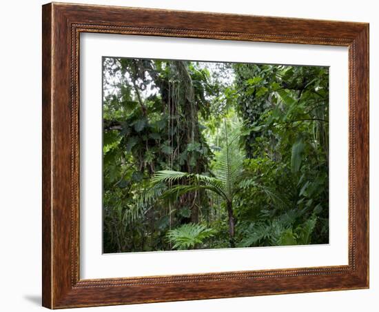 Rain Forest, Fairchild Tropical Gardens, Miami, Florida, USA-Angelo Cavalli-Framed Photographic Print