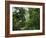 Rain Forest, Fairchild Tropical Gardens, Miami, Florida, USA-Angelo Cavalli-Framed Photographic Print