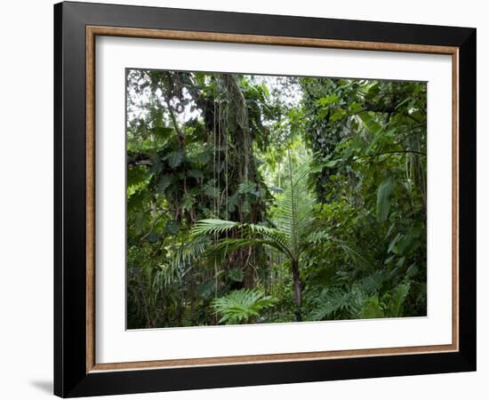 Rain Forest, Fairchild Tropical Gardens, Miami, Florida, USA-Angelo Cavalli-Framed Photographic Print