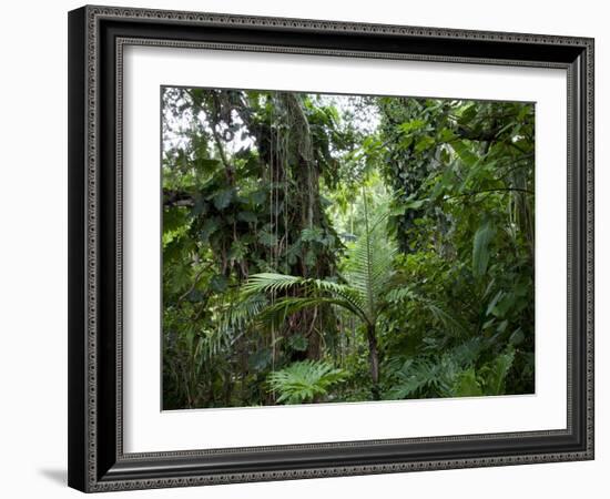 Rain Forest, Fairchild Tropical Gardens, Miami, Florida, USA-Angelo Cavalli-Framed Photographic Print