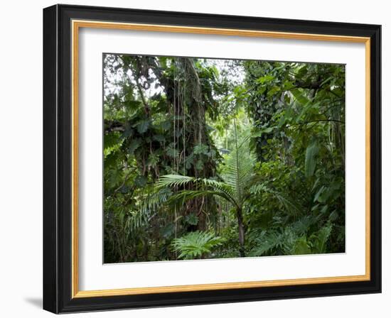 Rain Forest, Fairchild Tropical Gardens, Miami, Florida, USA-Angelo Cavalli-Framed Photographic Print