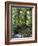 Rain Forest, Fairchild Tropical Gardens, Miami, Florida, USA-Angelo Cavalli-Framed Photographic Print