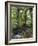 Rain Forest, Fairchild Tropical Gardens, Miami, Florida, USA-Angelo Cavalli-Framed Photographic Print