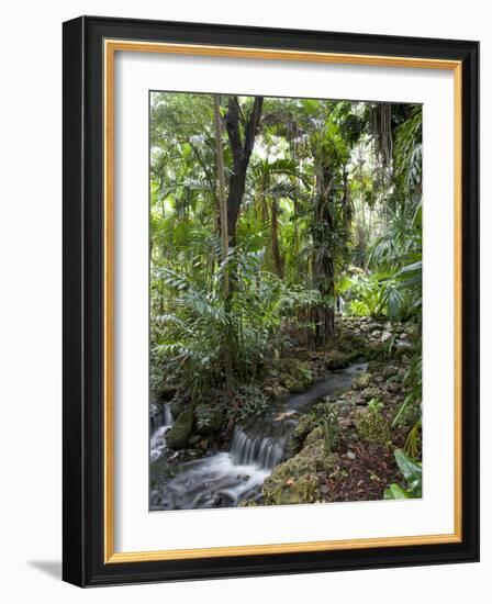 Rain Forest, Fairchild Tropical Gardens, Miami, Florida, USA-Angelo Cavalli-Framed Photographic Print