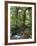 Rain Forest, Fairchild Tropical Gardens, Miami, Florida, USA-Angelo Cavalli-Framed Photographic Print