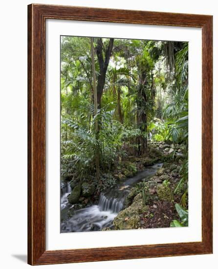 Rain Forest, Fairchild Tropical Gardens, Miami, Florida, USA-Angelo Cavalli-Framed Photographic Print