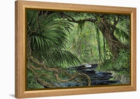 Rain Forest in the Upper Amazon Basin-null-Framed Premier Image Canvas