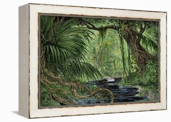 Rain Forest in the Upper Amazon Basin-null-Framed Premier Image Canvas