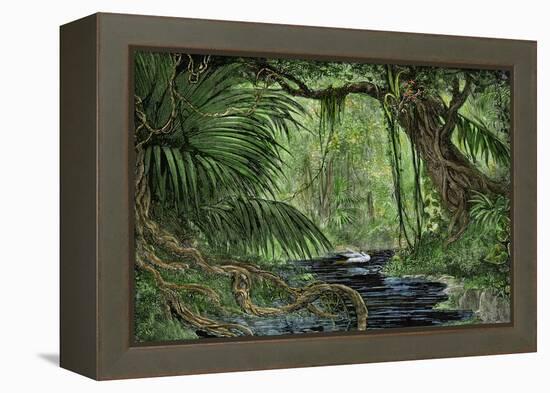 Rain Forest in the Upper Amazon Basin-null-Framed Premier Image Canvas