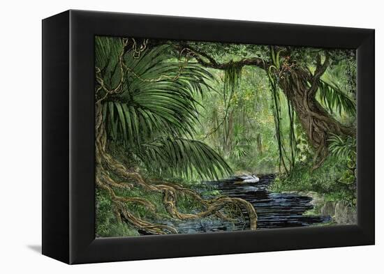 Rain Forest in the Upper Amazon Basin-null-Framed Premier Image Canvas