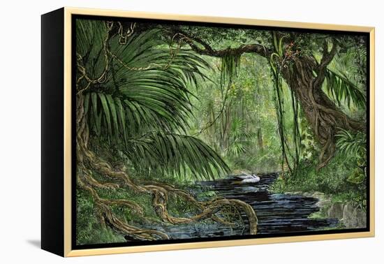 Rain Forest in the Upper Amazon Basin-null-Framed Premier Image Canvas