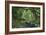 Rain Forest in the Upper Amazon Basin-null-Framed Giclee Print