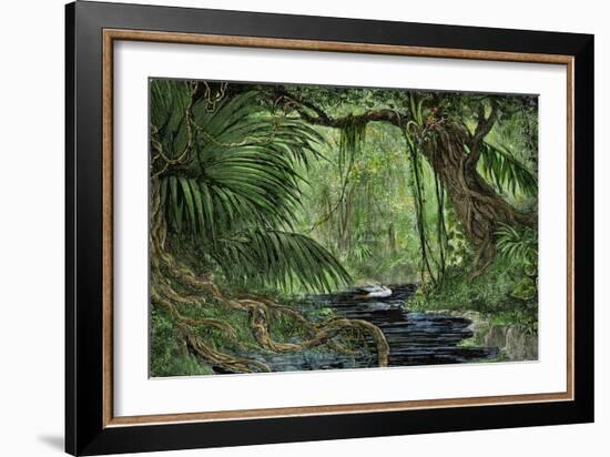 Rain Forest in the Upper Amazon Basin-null-Framed Giclee Print