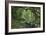 Rain Forest in the Upper Amazon Basin-null-Framed Giclee Print