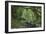 Rain Forest in the Upper Amazon Basin-null-Framed Giclee Print