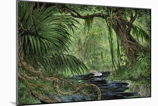 Rain Forest in the Upper Amazon Basin-null-Mounted Giclee Print