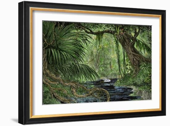 Rain Forest in the Upper Amazon Basin-null-Framed Giclee Print