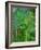 Rain Forest, Malaysia, 1990-Laila Shawa-Framed Giclee Print