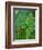 Rain Forest, Malaysia, 1990-Laila Shawa-Framed Giclee Print