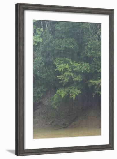 Rain in Forest, Yasuni NP, Amazon Rainforest, Ecuador. South America-Pete Oxford-Framed Photographic Print