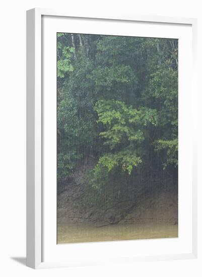 Rain in Forest, Yasuni NP, Amazon Rainforest, Ecuador. South America-Pete Oxford-Framed Photographic Print