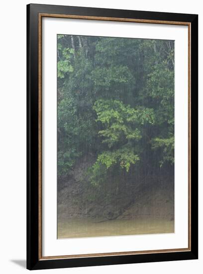 Rain in Forest, Yasuni NP, Amazon Rainforest, Ecuador. South America-Pete Oxford-Framed Photographic Print