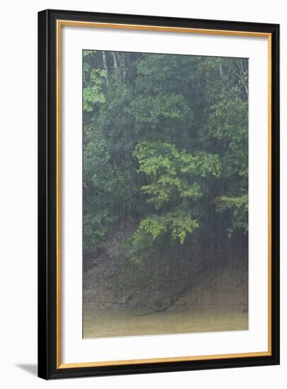 Rain in Forest, Yasuni NP, Amazon Rainforest, Ecuador. South America-Pete Oxford-Framed Photographic Print