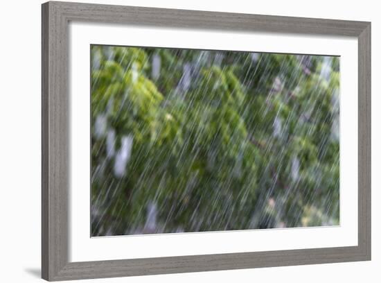 Rain in the Forest, North Rupununi, Southern Guyana-Keren Su-Framed Photographic Print