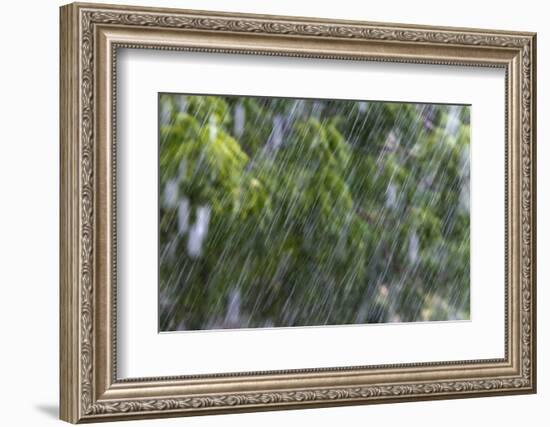 Rain in the Forest, North Rupununi, Southern Guyana-Keren Su-Framed Photographic Print