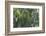 Rain in the Forest, North Rupununi, Southern Guyana-Keren Su-Framed Photographic Print