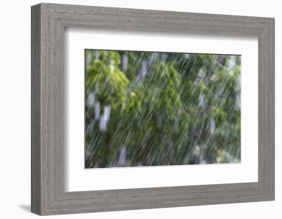 Rain in the Forest, North Rupununi, Southern Guyana-Keren Su-Framed Photographic Print
