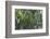 Rain in the Forest, North Rupununi, Southern Guyana-Keren Su-Framed Photographic Print