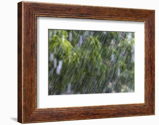 Rain in the Forest, North Rupununi, Southern Guyana-Keren Su-Framed Photographic Print