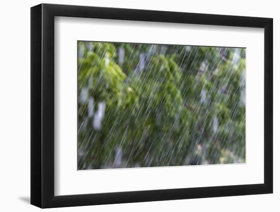 Rain in the Forest, North Rupununi, Southern Guyana-Keren Su-Framed Photographic Print