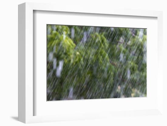 Rain in the Forest, North Rupununi, Southern Guyana-Keren Su-Framed Photographic Print