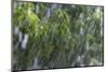 Rain in the Forest, North Rupununi, Southern Guyana-Keren Su-Mounted Photographic Print