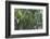 Rain in the Forest, North Rupununi, Southern Guyana-Keren Su-Framed Photographic Print